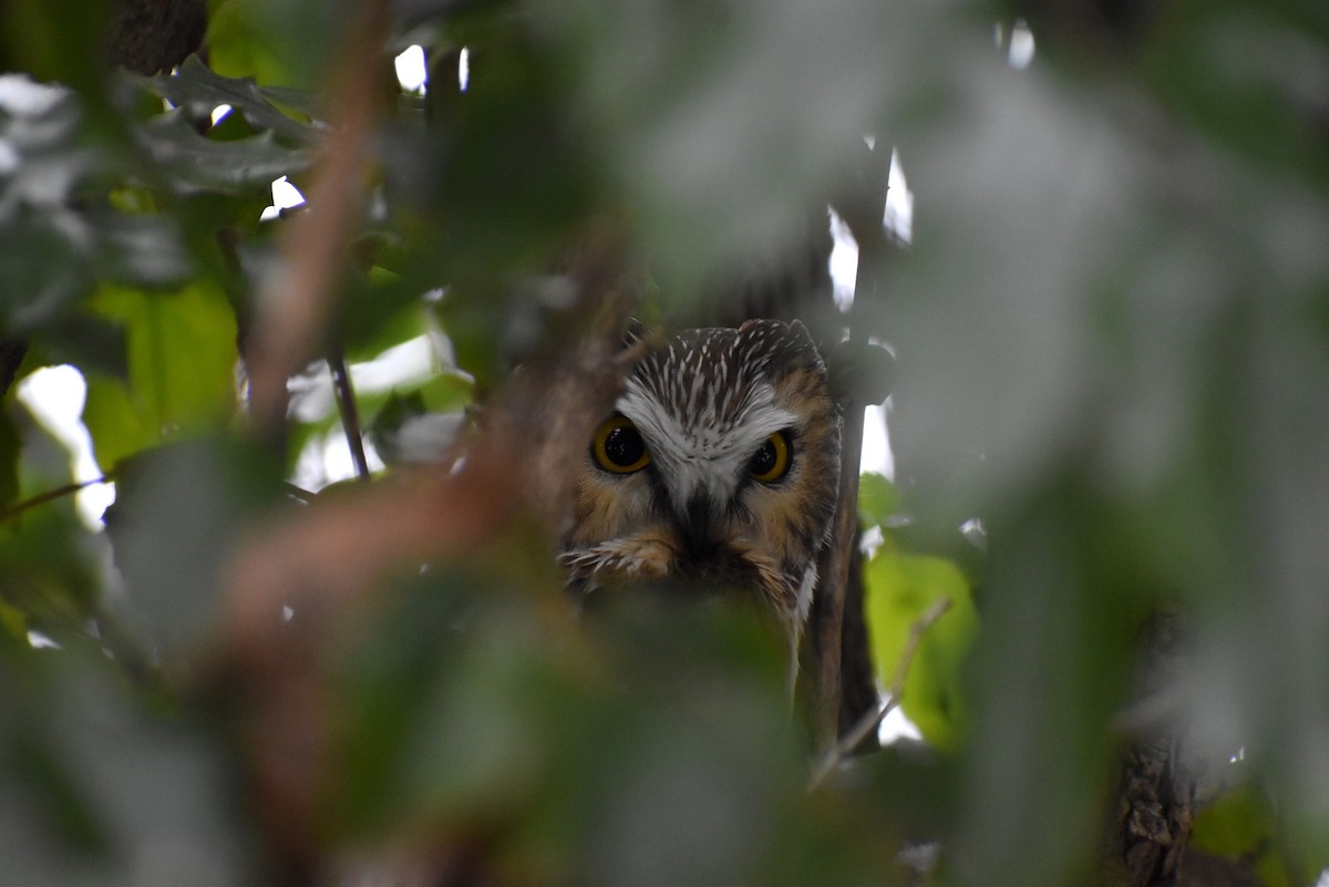 Northern Saw-whet Owl - Gavin Stacey