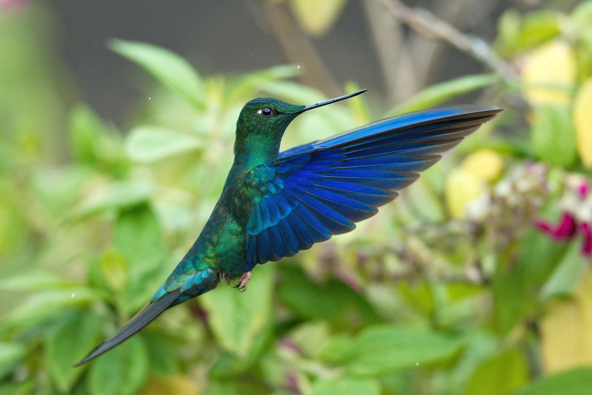kolibřík modrokřídlý - ML614856605