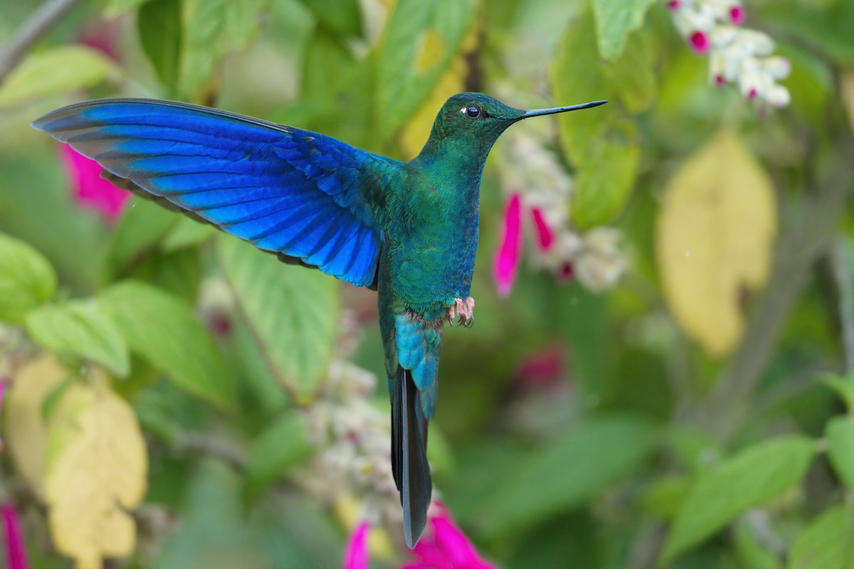 kolibřík modrokřídlý - ML614856606