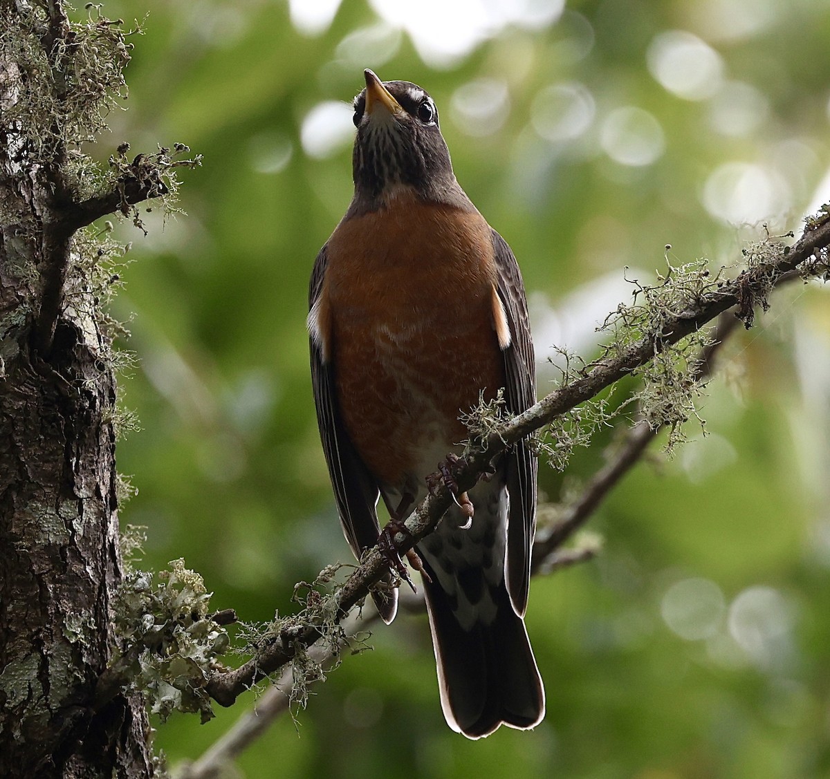 American Robin - Dean Silvers