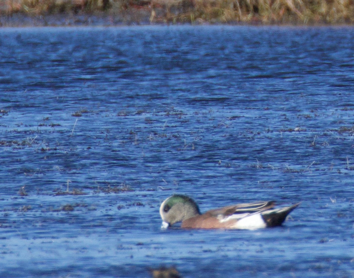 American Wigeon - ML614856658