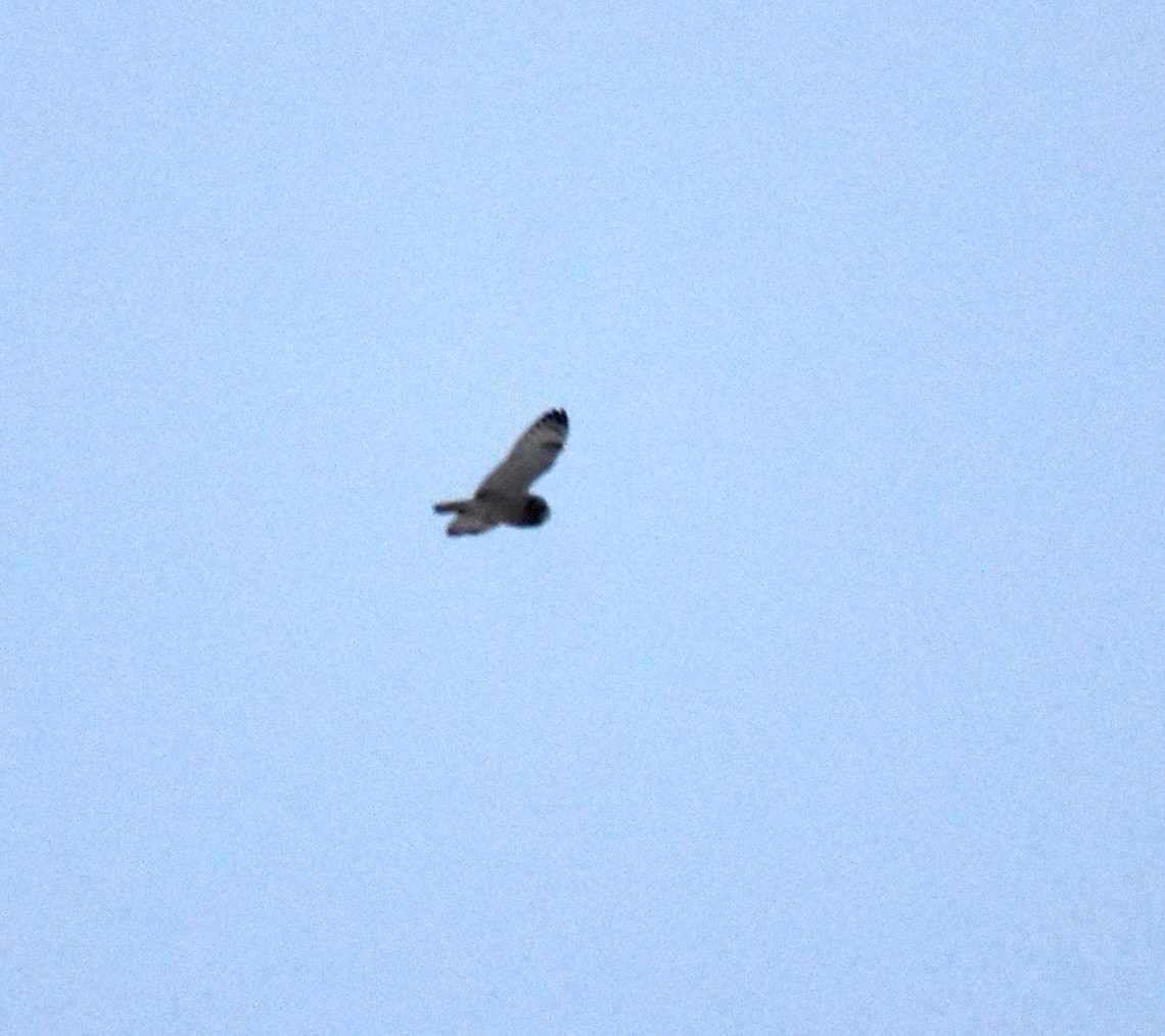 Short-eared Owl - Gavin Stacey