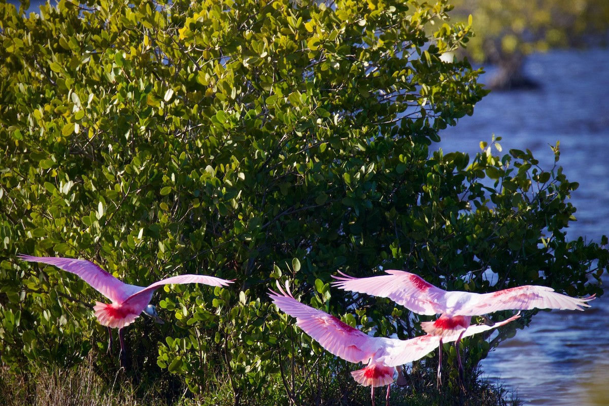 Roseate Spoonbill - ML614856758