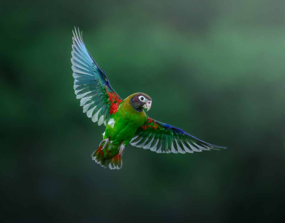 Brown-hooded Parrot - Jean Bonilla