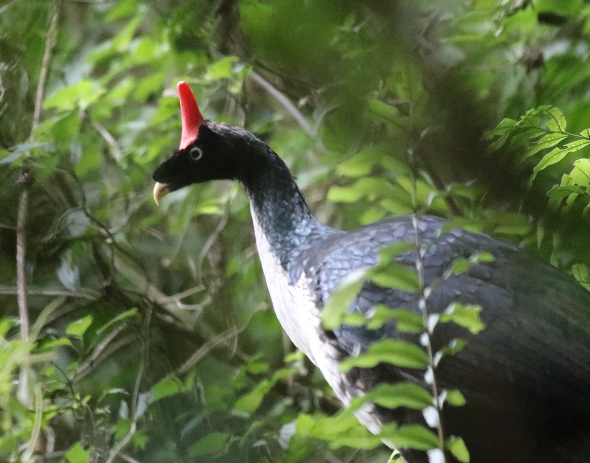 Horned Guan - ML614856804