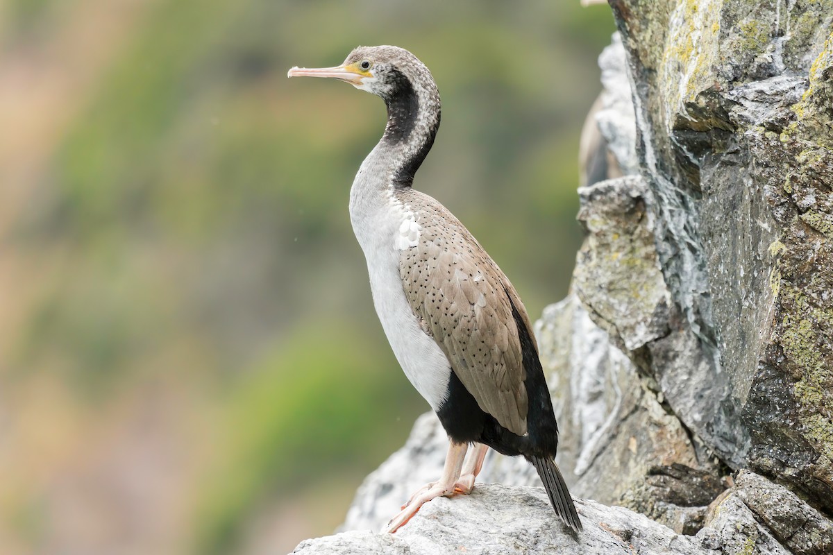 Spotted Shag - ML614856864