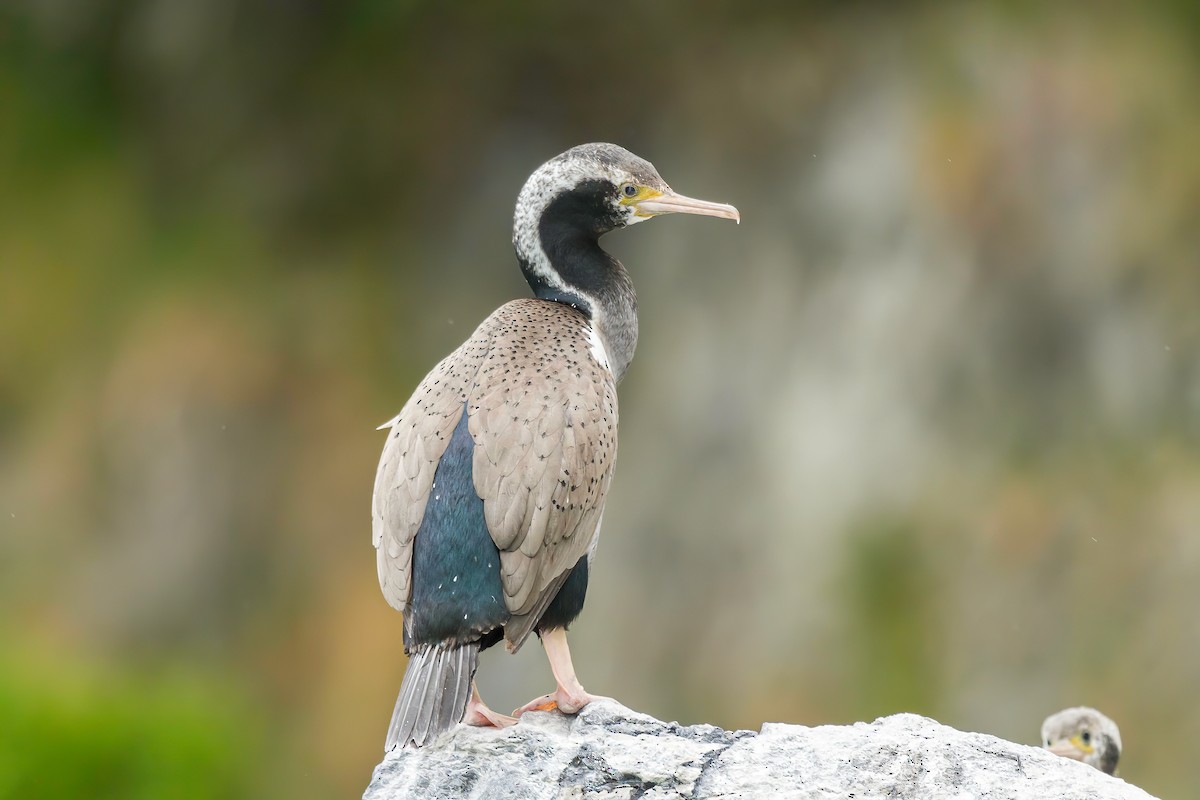 Spotted Shag - ML614856874