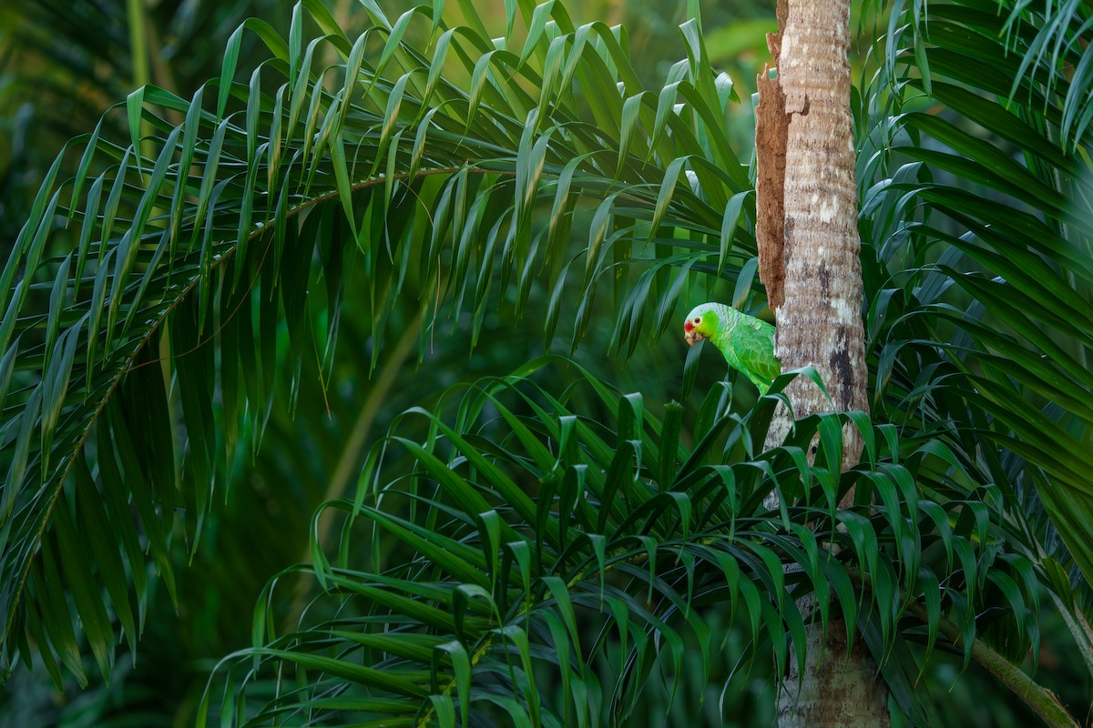 Red-lored Amazon - ML614856875