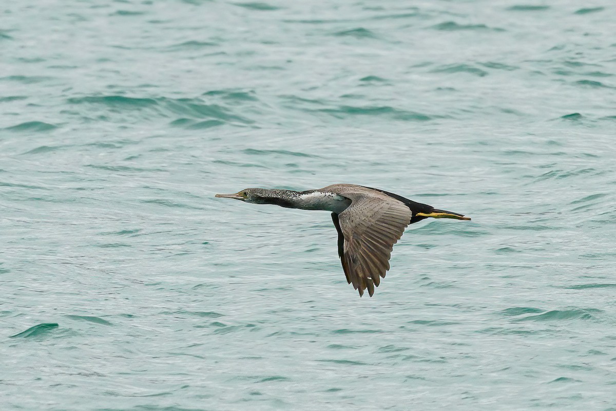 Spotted Shag - ML614856879