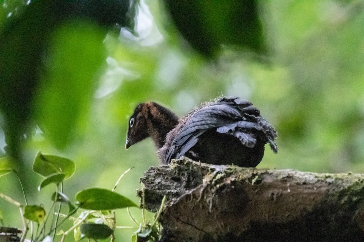 Horned Guan - ML614856887