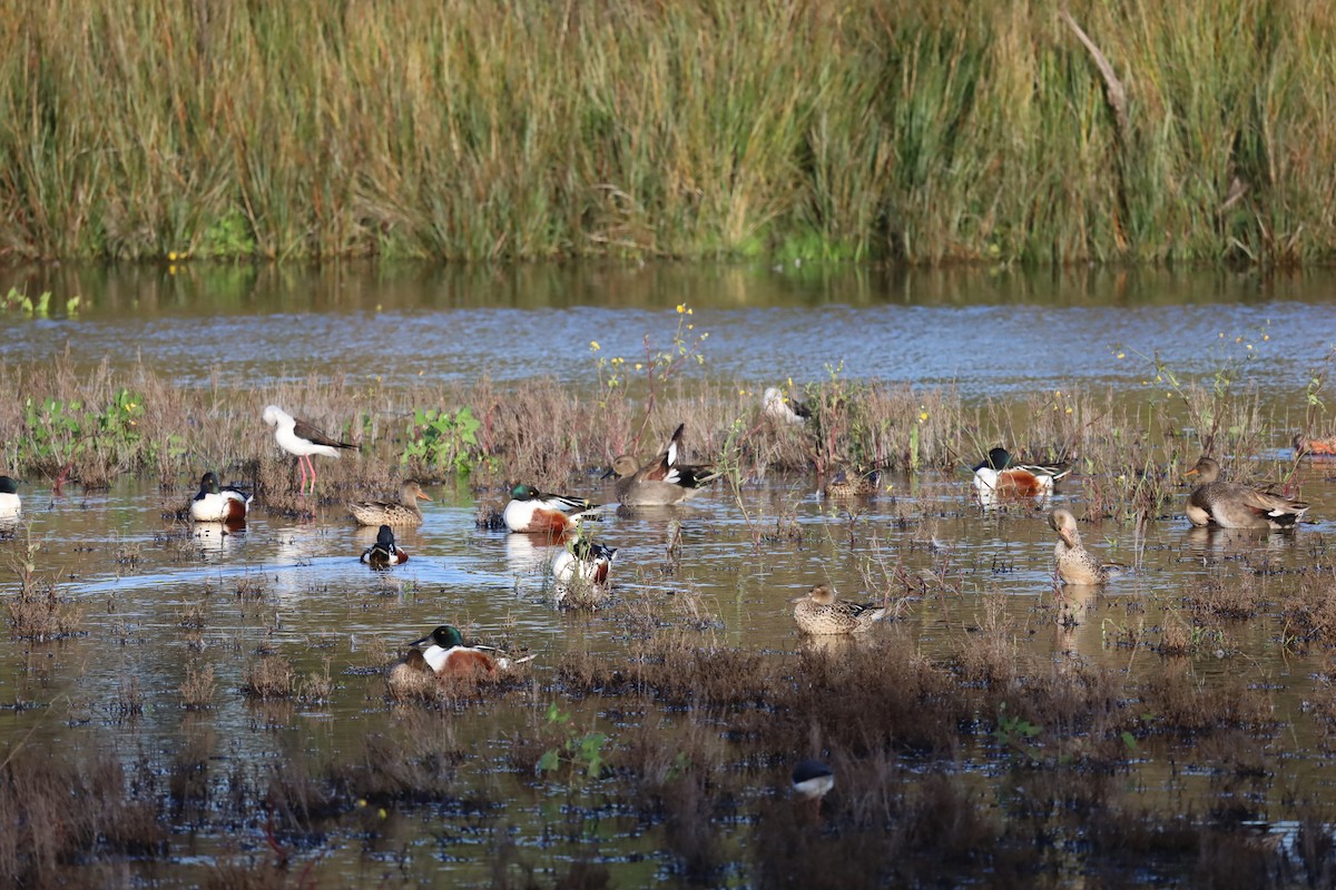 Canard souchet - ML614856969