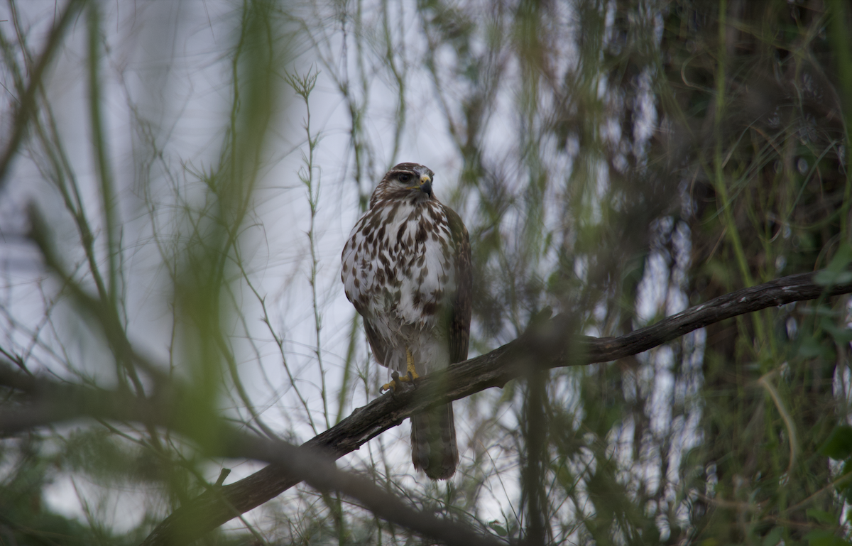 Gray Hawk - ML614857068