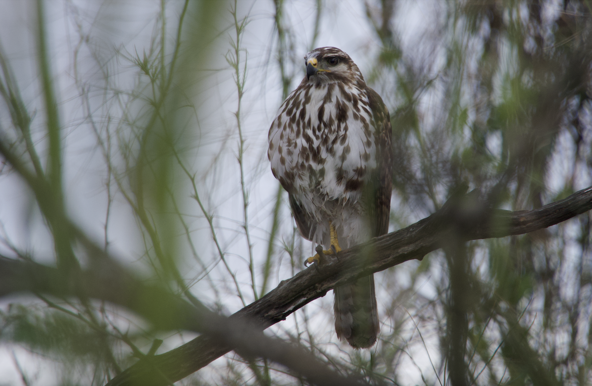 Gray Hawk - ML614857069