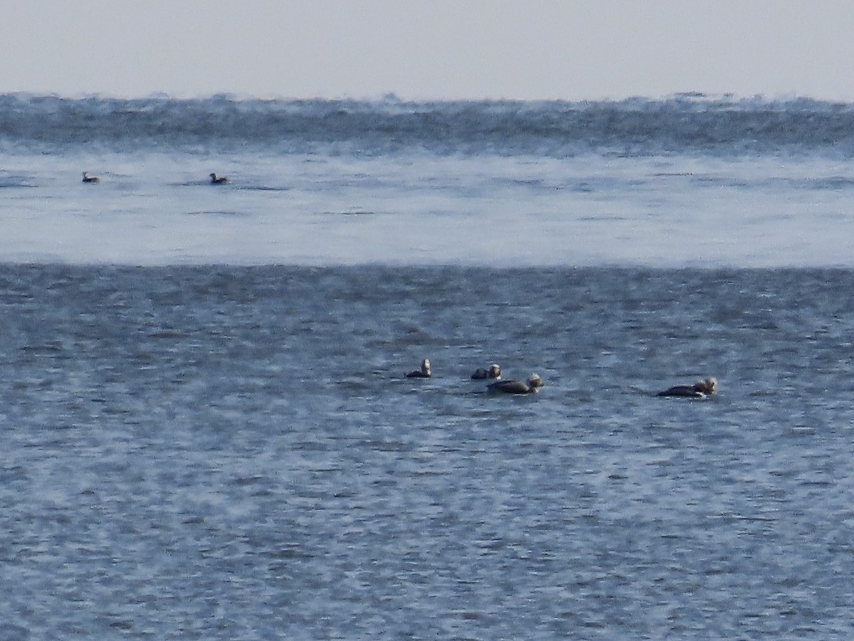 Long-tailed Duck - Amy Burlingame