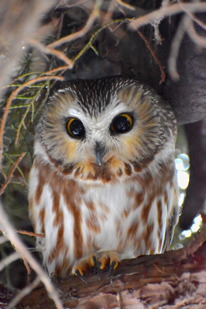 Northern Saw-whet Owl - Gavin Stacey