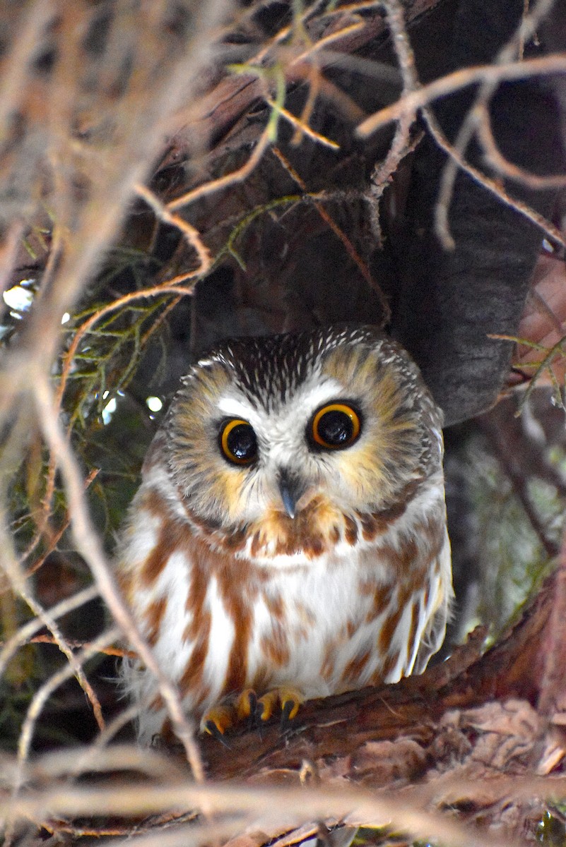 Northern Saw-whet Owl - Gavin Stacey