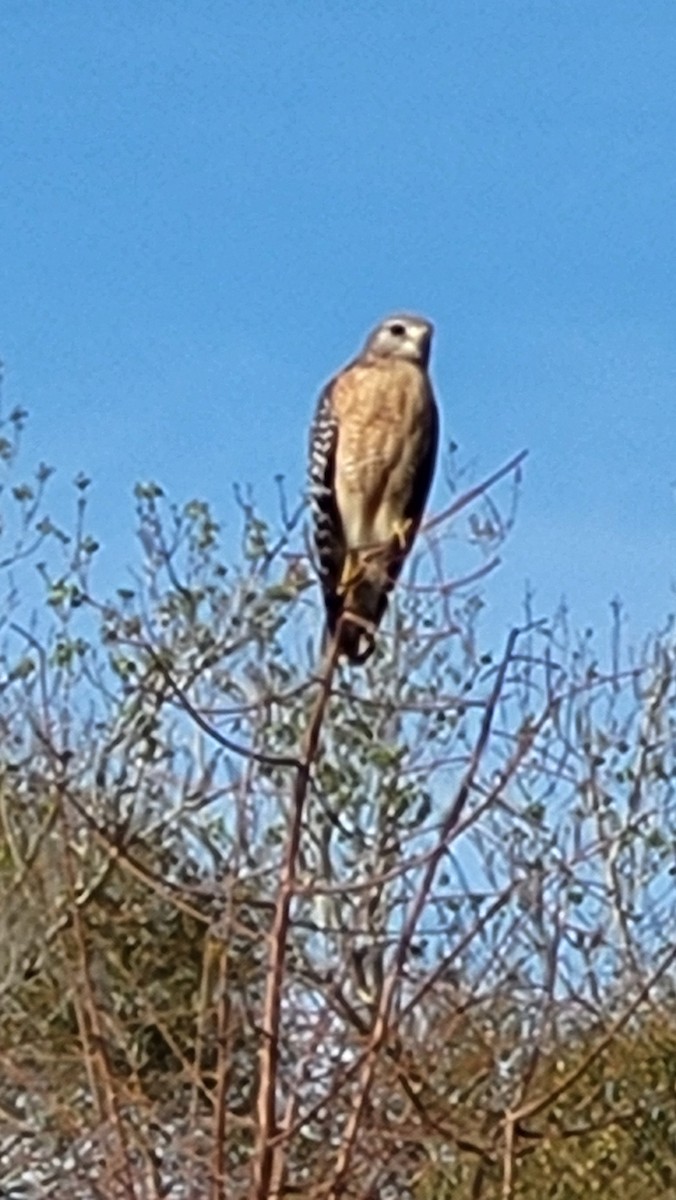 Red-shouldered Hawk - ML614857205