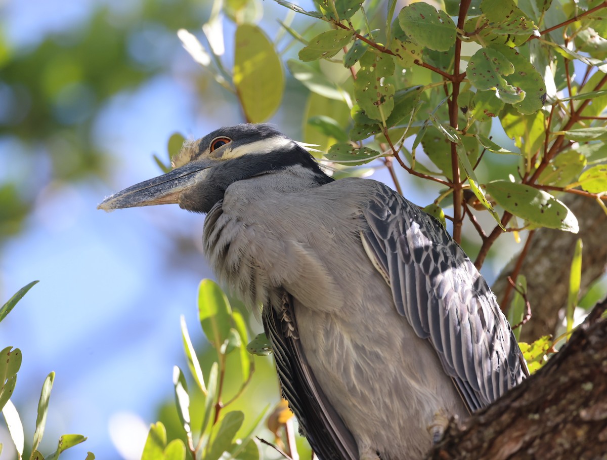 Yellow-crowned Night Heron - Kevin Sarsfield