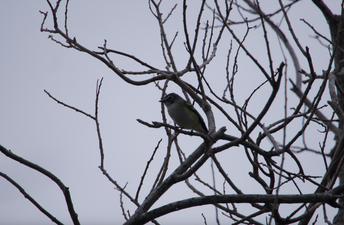 Blue-headed Vireo - ML614857287