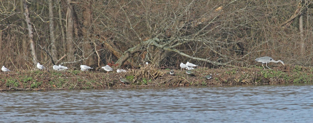 Northern Lapwing - ML614857304