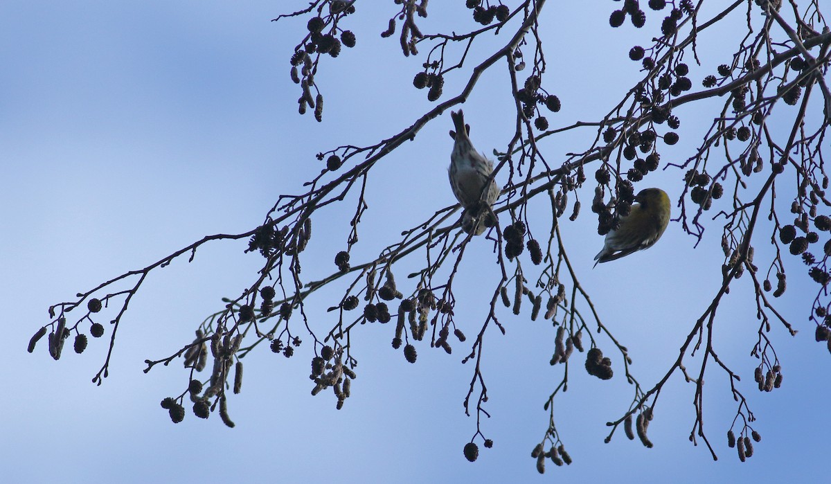 Eurasian Siskin - Andrew Steele