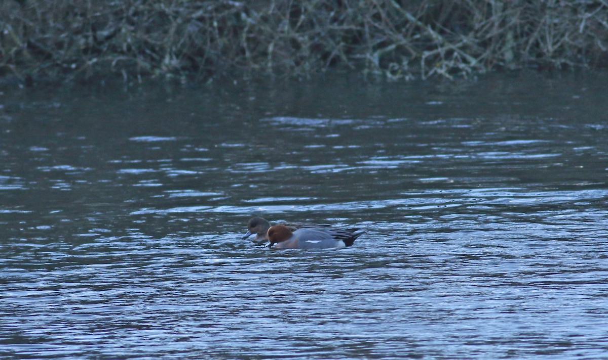 Eurasian Wigeon - ML614857331