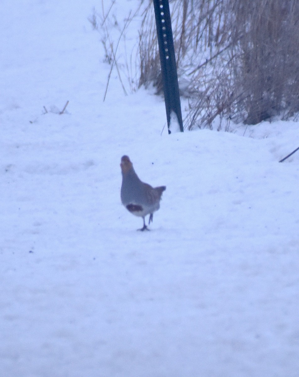 Gray Partridge - Gavin Stacey