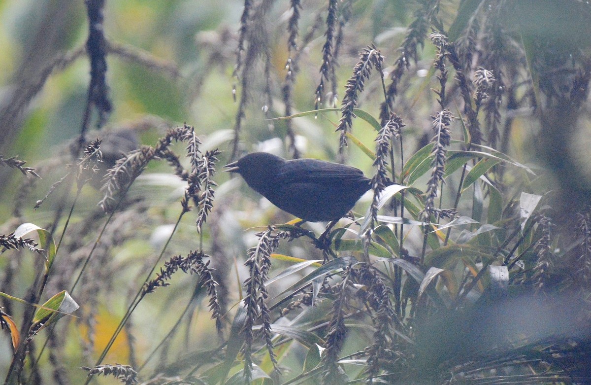 Slaty Finch - ML614857485