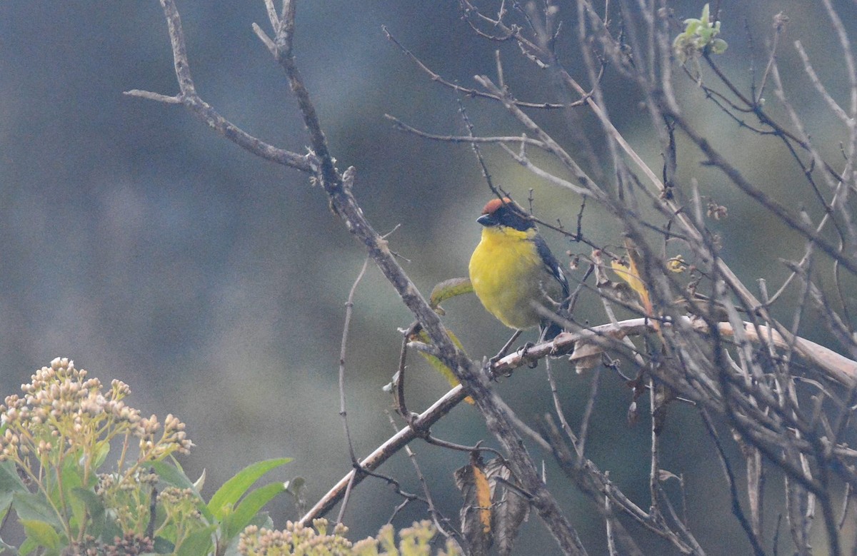 Yellow-breasted Brushfinch - ML614857500