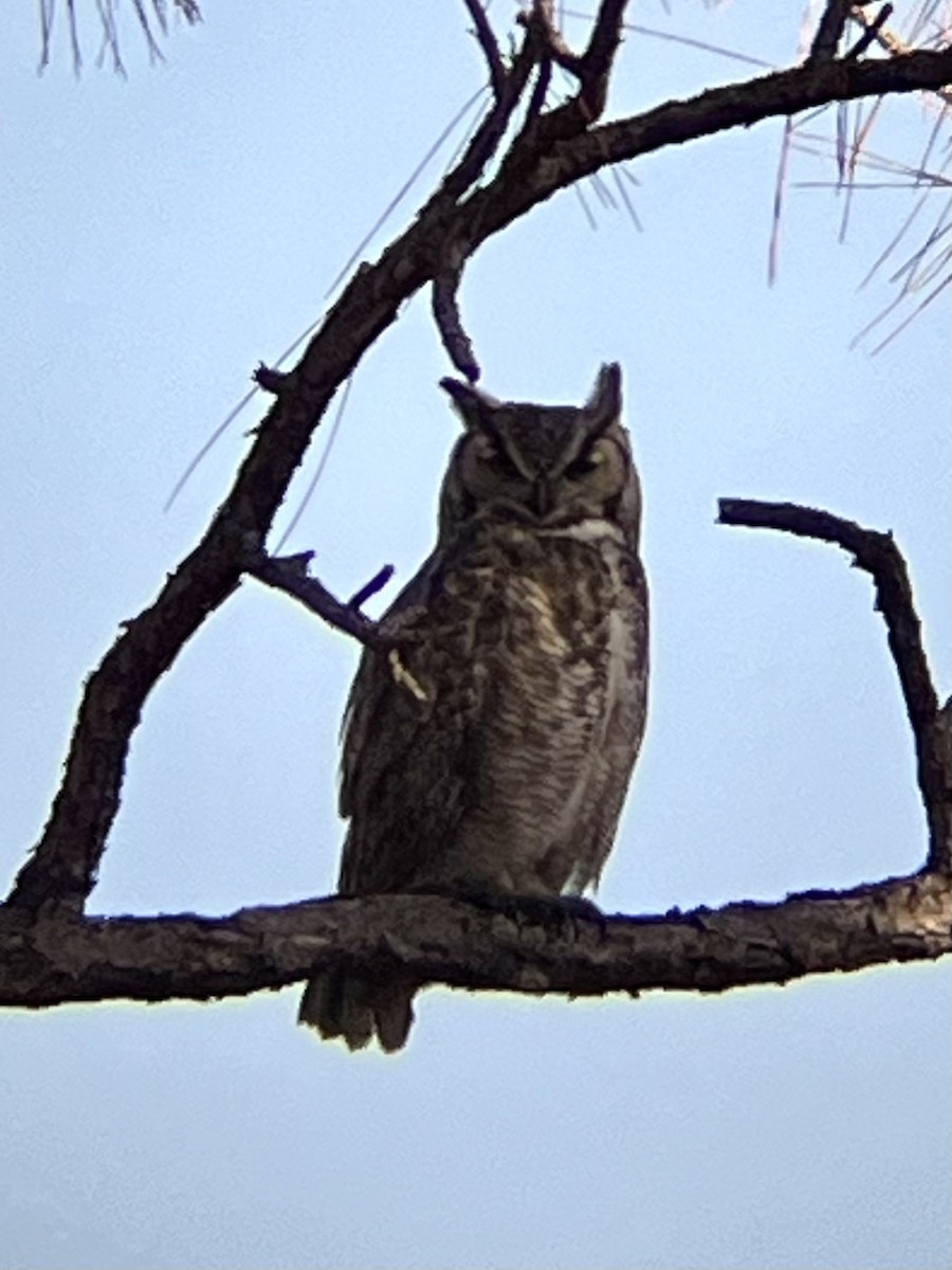 Great Horned Owl - ML614857655