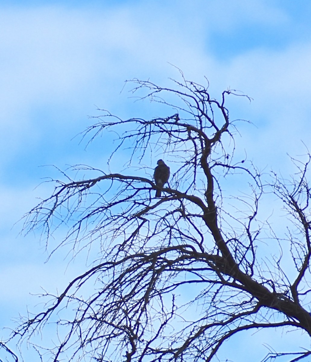 American Goshawk - ML614857700