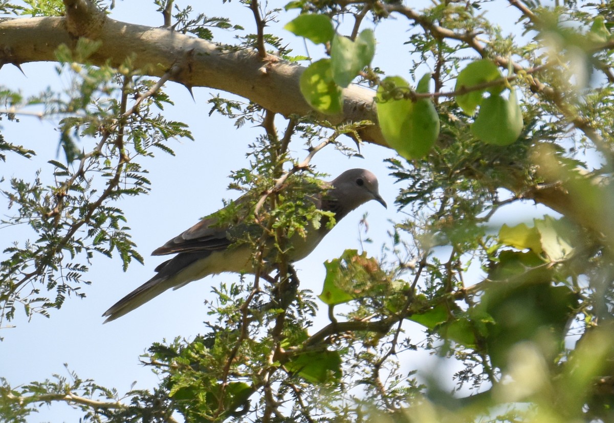 Tórtola Senegalesa - ML614857708