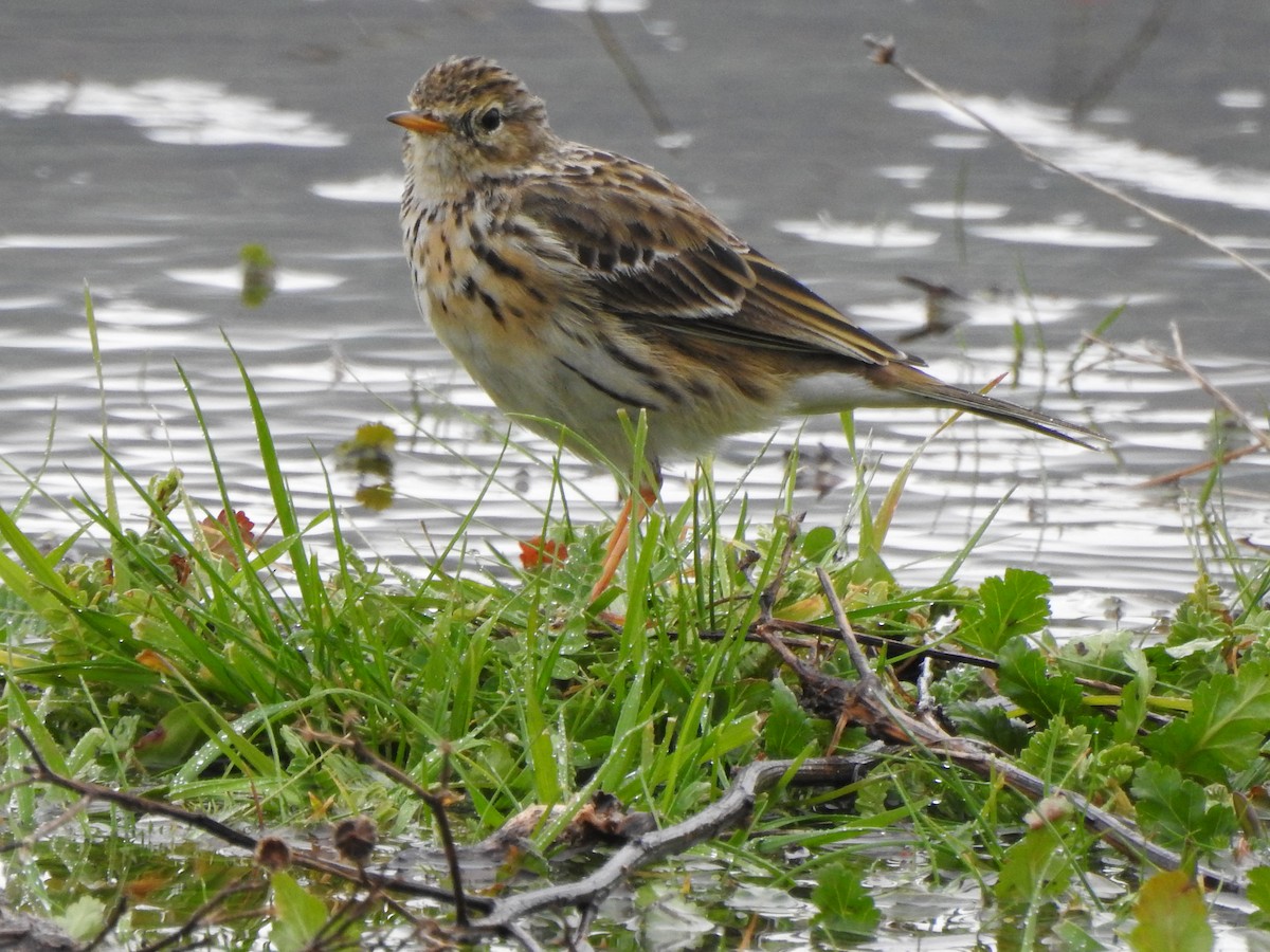 Meadow Pipit - Paco Luque