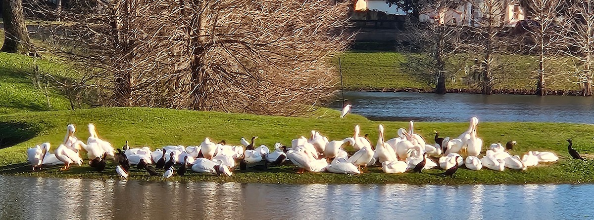 American White Pelican - ML614857839