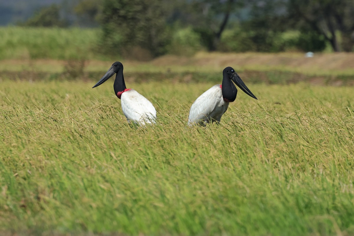 čáp jabiru - ML614857846