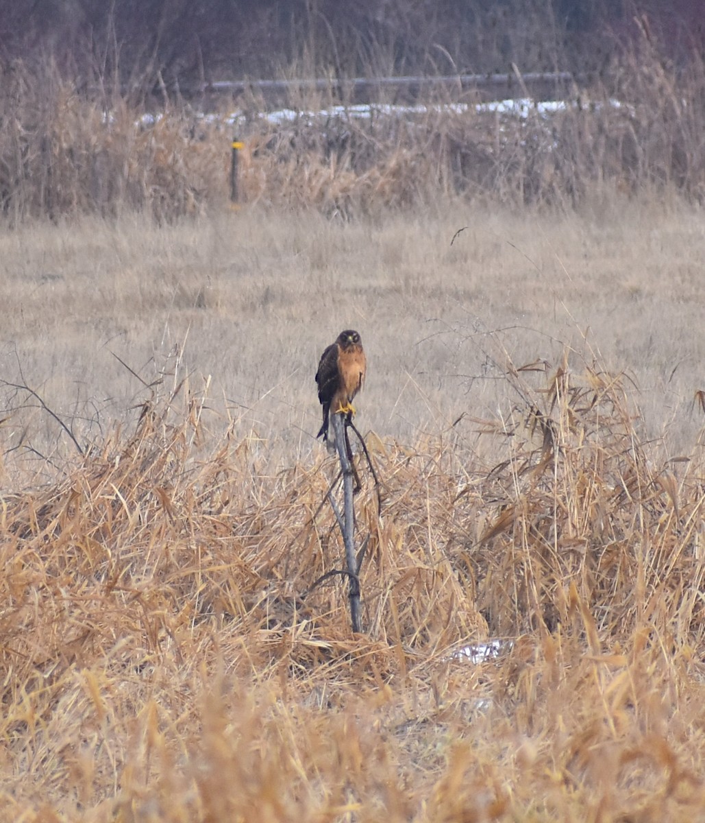 Northern Harrier - Gavin Stacey