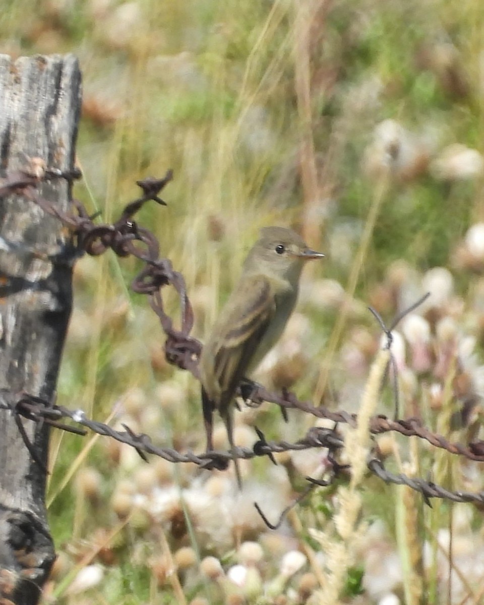 Dusky Flycatcher - ML614858079