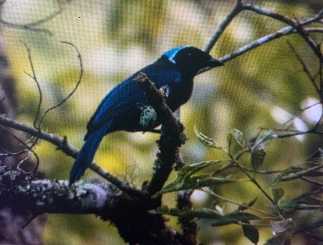 Azure-hooded Jay - César Tejeda Cruz