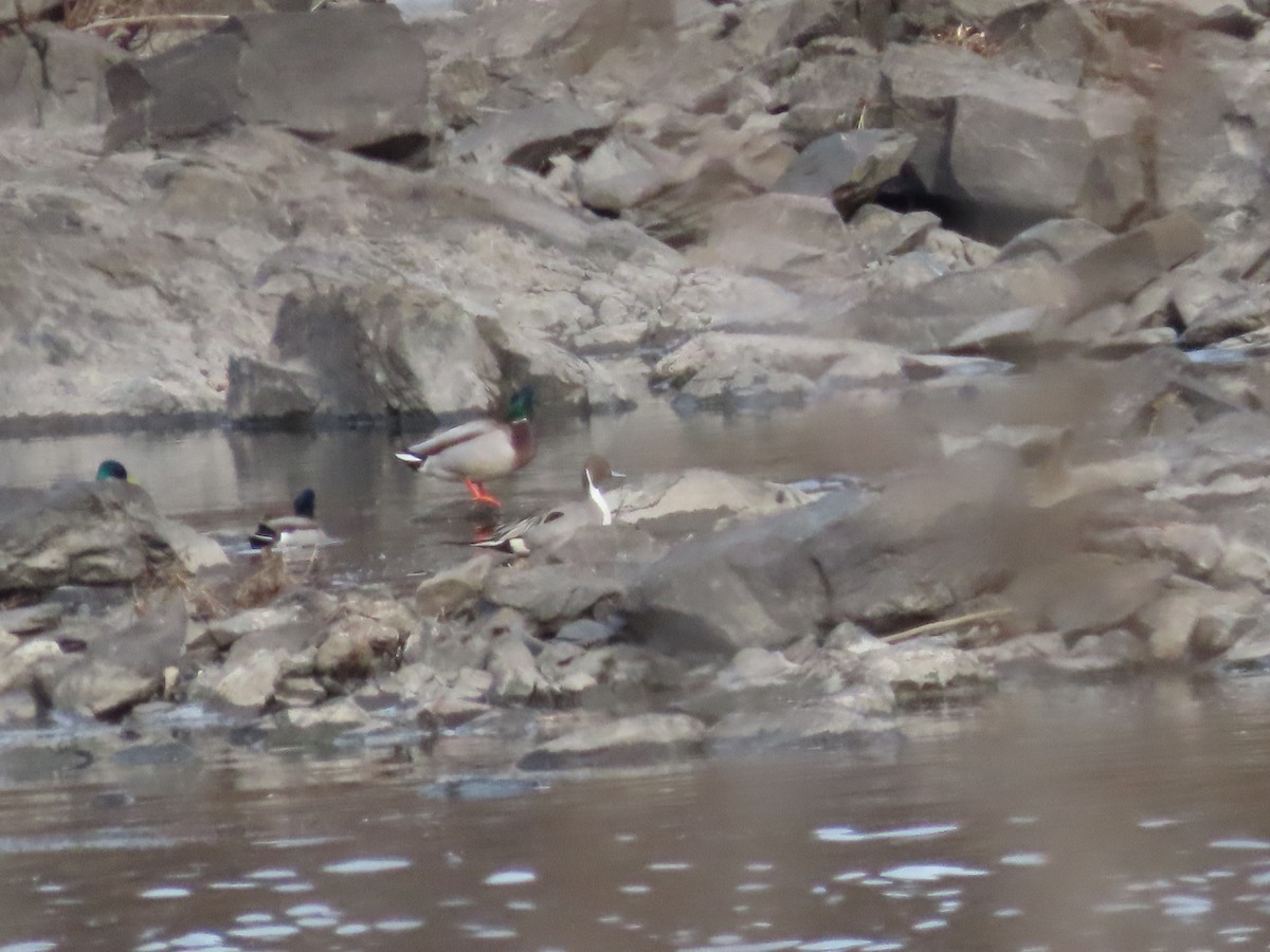 Northern Pintail - ML614858260