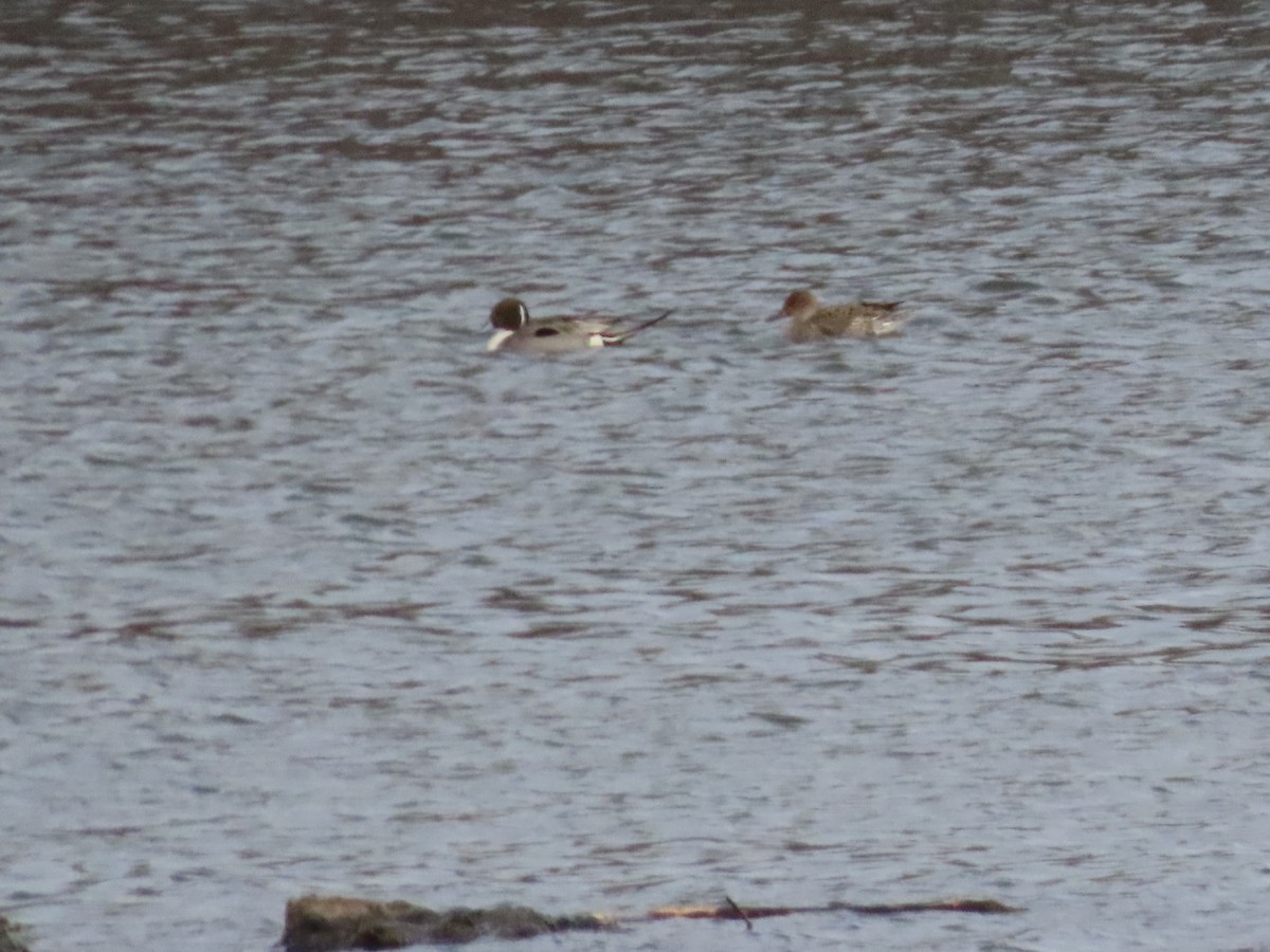 Northern Pintail - ML614858261