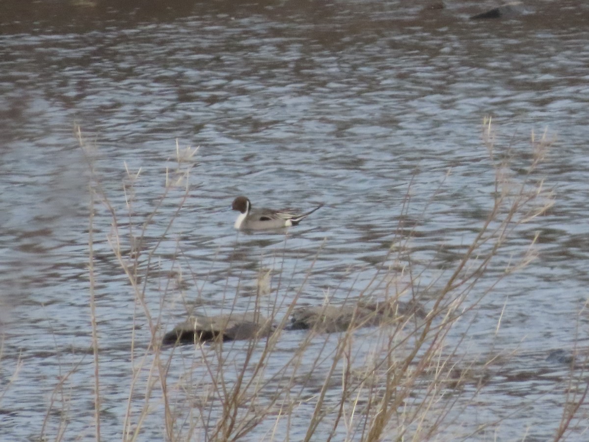 Northern Pintail - ML614858262