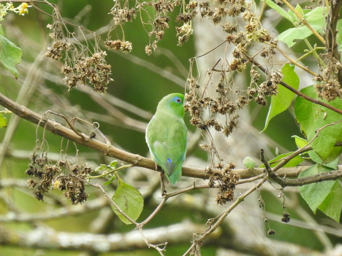 Spectacled Parrotlet - ML614858382