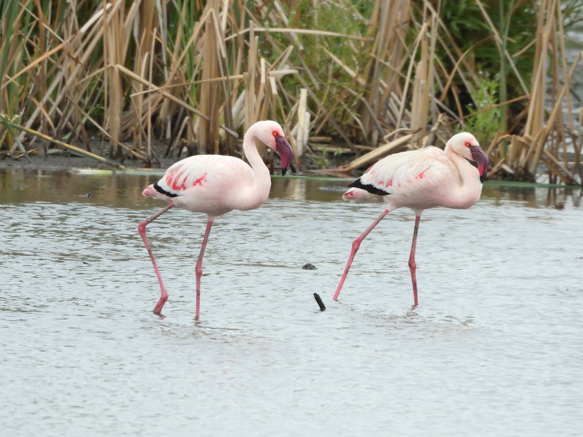 Lesser Flamingo - ML614858431