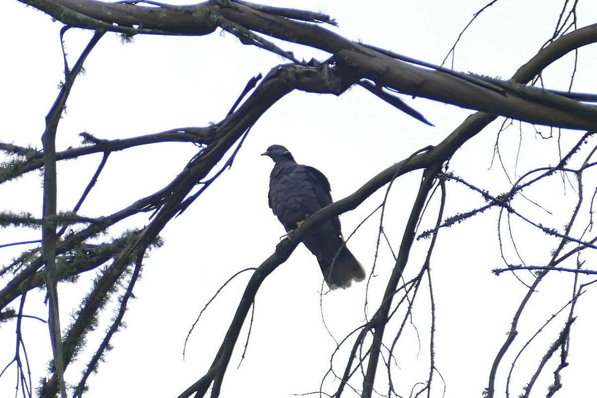 Pigeon à queue barrée (groupe albilinea) - ML614858439