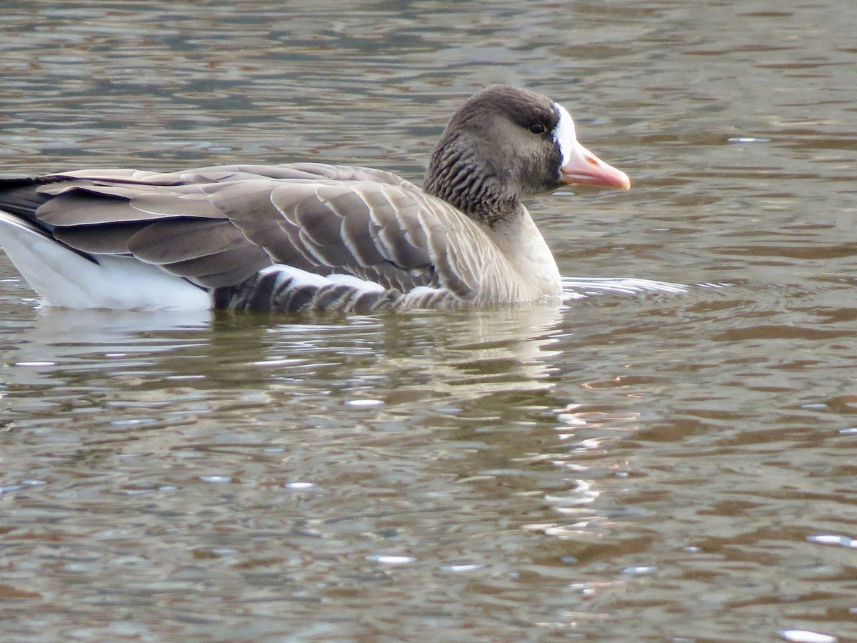 Greater White-fronted Goose - ML614858446