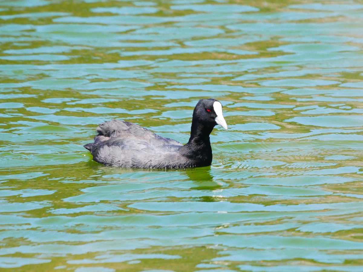 Eurasian Coot - ML614858543