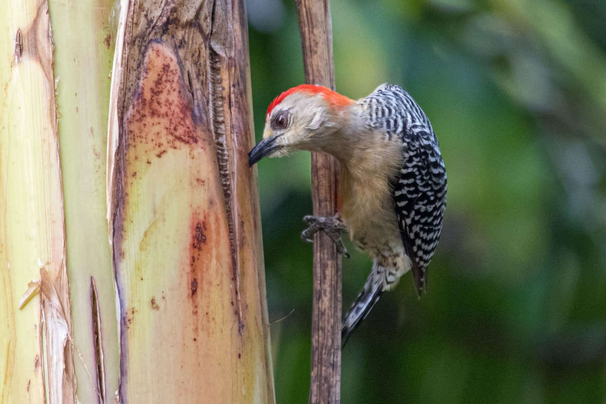 Red-crowned Woodpecker - ML614858570