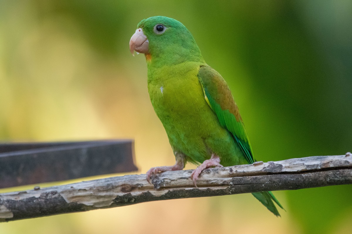 Orange-chinned Parakeet - ML614858571