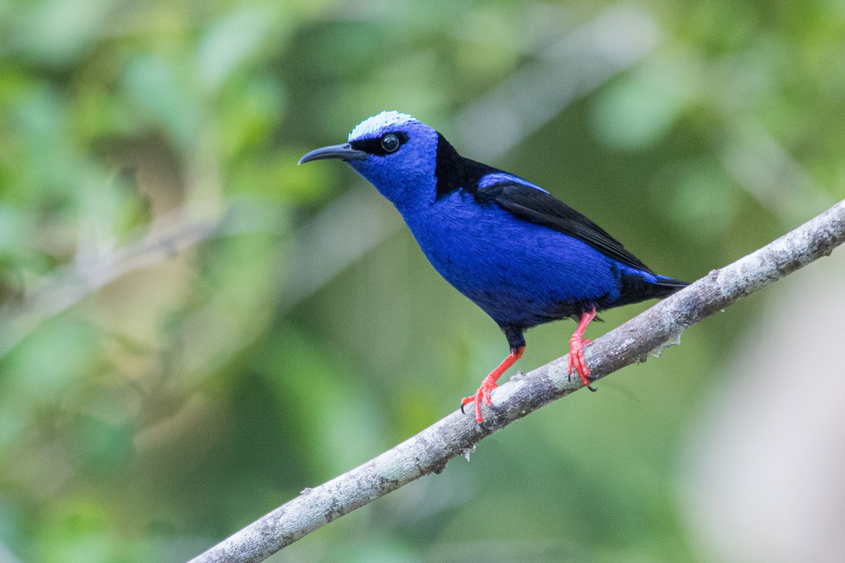 Red-legged Honeycreeper - ML614858590