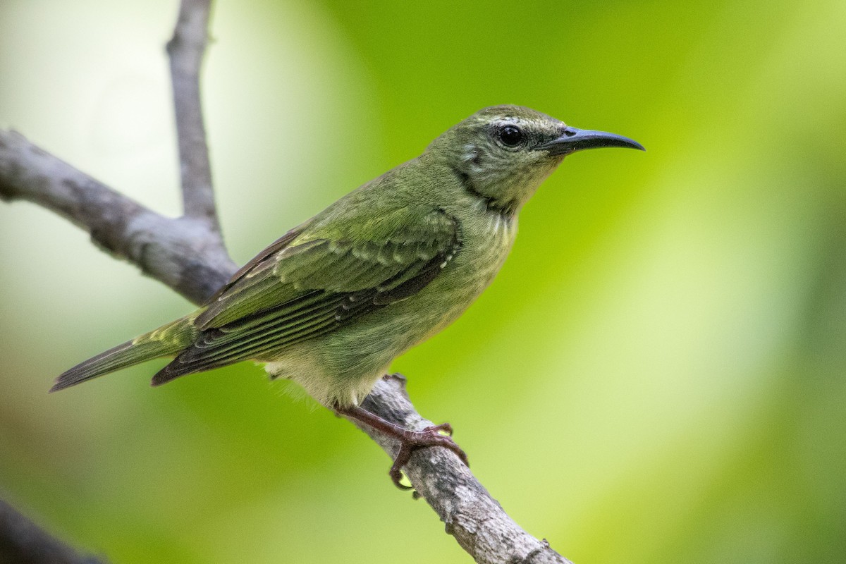 Red-legged Honeycreeper - ML614858639